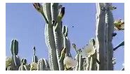 Cactus Country - The Cereus cacti have started flowering...