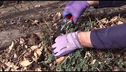 How to Cut Back Catmint in Spring