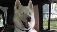 Siberian Husky Facts | What to Expect Owning a Siberian Husky