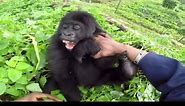 Gorilla laughing compilation #apes #cute | gorilla