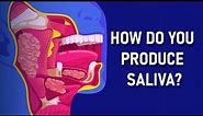 Investigating The Anatomy of The Glands | Salivary Glands Part 1