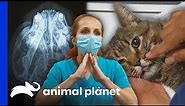 Treating Elmo the Cat’s Broken Jaw From Dog Attack | Dr. Jeff: Rocky Mountain Vet