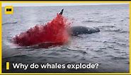 Why do whales explode? #exploding #sealife #facts #whales | Super Hype