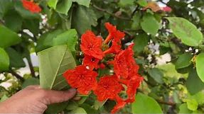 Cordia sebestena ( Orange Geiger ) Borage family. Florida Native Tree.