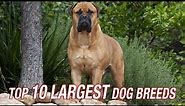TOP TEN LARGEST DOG BREEDS