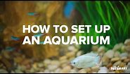 How to Set Up an Aquarium