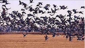See the World's Largest Gathering of Sandhill Cranes - Spring Migration in Central Nebraska