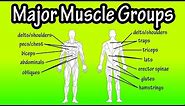 Major Muscle Groups Of The Human Body