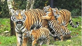 Tiger Images //Royal Bengal Tiger HD Photos and wallpapers//National Animal