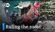 France: Rooster fights in court for right to crow | Focus on Europe