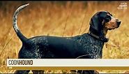 Top 10 Hunting Dog Breeds