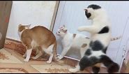 OMG The best funny cats fight video