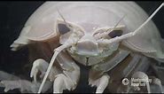 Meet the deep sea giant isopod | Critter Corner