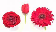 Reveal the Red: Exploring the Chemistry of Red Flower Pigments | Science Project