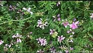 CROWN VETCH “to be or NOT to be” (good or bad) erosion control, invasive