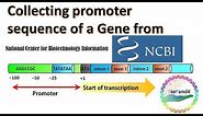 Collecting Promoter Sequence of a Gene from NCBI Database