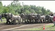 Belgian Draft Horses- horse pulling vs tractor pulling