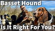 Basset Hound - Is It Right For You? Part 1