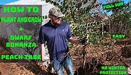 How To Plant and Grow a Dwarf Bonanza Peach Tree