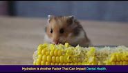 Hamster teeth: Common issues and care