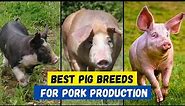 Top 10 Best Pig Breeds for Meat Production
