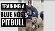 Easy tips for training your blue nose pitbull