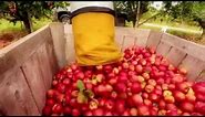 Apple Harvest in PA
