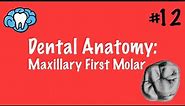 Dental Anatomy | Maxillary First Molar | INBDE