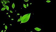 Leaf Particles Backgrounds, Leaves Falling Animation, Free HD Leaves Overlay Effects