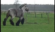 Most Beautiful and Elegant Belgian Draft Horse - Buffalo van 't Zwaluwnest