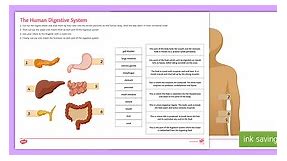 Digestive System Cut and Stick Worksheet