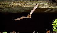 Saving the Virginia Big-Eared Bat