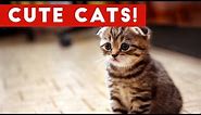 Cutest Cats Compilation 2017 | Best Cute Cat Videos Ever