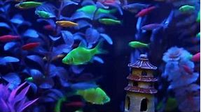 GloFish® Fluorescent Fish Video! (Includes our new GloFish Tetras!)