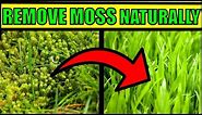 How To Get Rid of Moss In a Lawn Naturally & Fast - HOME REMEDIES