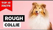 Rough Collie - Top 10 Facts
