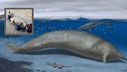 Not blue whale, this 40mn-year-old animal is largest ever to have lived on Earth