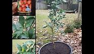 How to Plant & Care for a Satsuma Citrus Tree