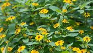 15 Yellow Dot Plant Ground Cover Care Tips [Creeping Daisy]