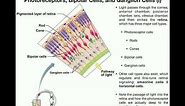 Anatomy | Vision (Part 1) | Retina, Photoreceptors, Bipolar Cells, & Ganglion Cells