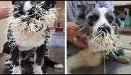 Dogs get face-full of quills after Texas porcupine encounter