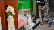 Video Này MeoW Phết - Tổng Hợp Meme Mèo 5