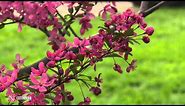 Green and Growing Tip: Flowering Crabapple