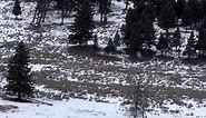 Volume up for this one to hear howling wolves! Day 4 in Yellowstone did not disappoint! We were able to observe The Shrimp Lake Pack for several hours, watched a red fox, glassed up a mountain goat, and saw a pine martin for a millisecond before it dashed out of view! We can’t wait to go through all of our footage and share it with y’all, but in the meantime you’ll just have to settle for cell phone video clips! Now bring on day 5! www.GoodBullGuided.com #photography #wildlife #nature #colorado 