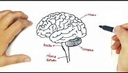 How to draw a The human Brain | The human Brain Easy Draw Tutorial