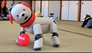 Can the Aibo Robot Dog Be Saved From Extinction?
