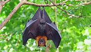 Fruit Bat vs Vampire Bat