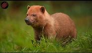 Is a "Bush Dog" the Perfect Predator? Mastery of Land & Water.