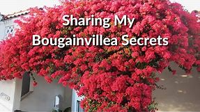The Secrets of Bougainvillea: Sharing Everything I Know About This Colorful Plant / Joy Us Garden