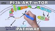 PI3k/AKT/mTOR Pathway